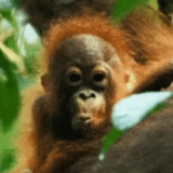 orangutan, meme di animazione, gli oranghi sono divertenti, orangutan bornean, orangan o orangutan