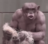 gorillaz, shimpanze pitch, jambo schimpansen, gemaltes affe, jambo schimpansen kahl