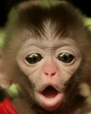 scimmie, monkey ospop, fingendo, lingua scimmia, grazie per la tua attenzione per prendersi cura degli animali