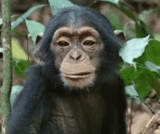 ein affe, schimpansen, der affe lebt am leben, der affe ist lustig, hausgemachte affen