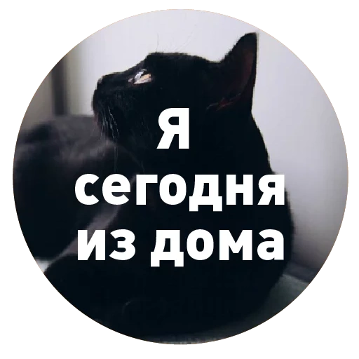 кот, черный кот, привет дома, черный котик, кошечка черная