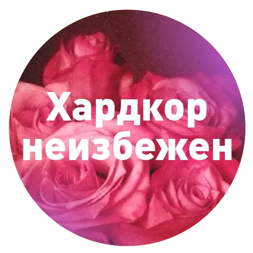 nurgul, zhanara, screenshot, pink roses, beautiful roses