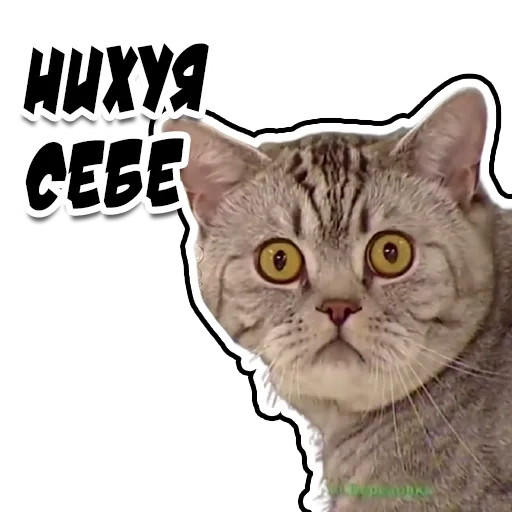 кот, коты мемы, смешные котами, британская короткошёрстная кошка
