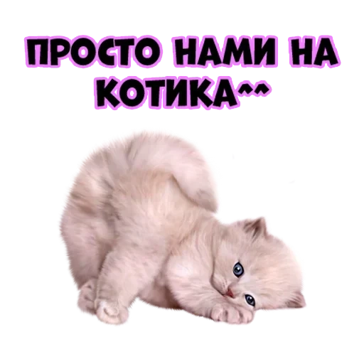 gato, almohadilla del tazón, almohadilla de gato, lindo cartel de gatito, gatito peludo blanco
