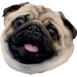 pug_leonid