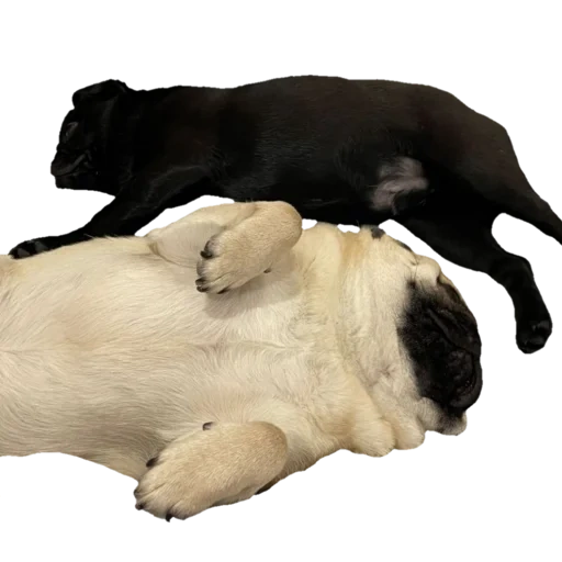 labrador, anak anjing labrador, anjing dan hewan, labrador, posisi berbaring dewasa labrador