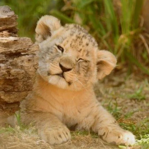 kota singa, baby leo, singa itu lucu, singa kecil, little lion cub