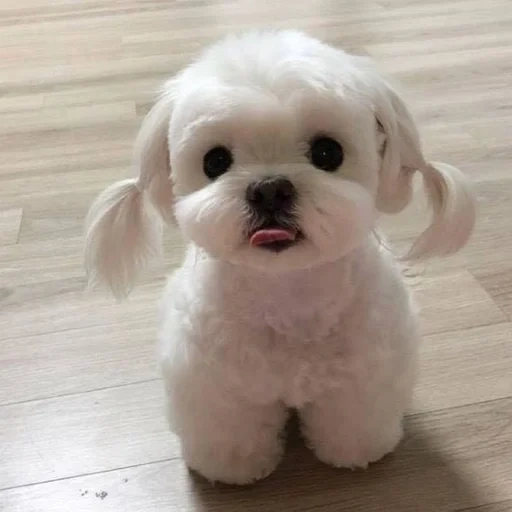 dogs are cute, maltese puppy, the dogs are small, bishon frieze maltese, maltese blinka puppy