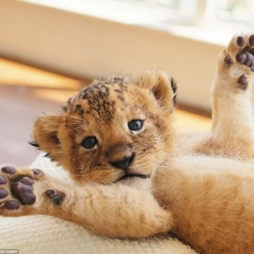 kota singa, leo cub, singa manis, cub lion buatan rumah, little lion cub