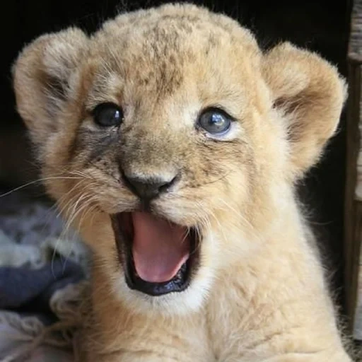 leão, leão leão, leão bonitinho, o pequeno leão sorri, leão