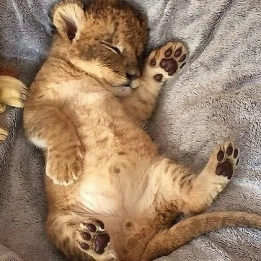 little lion, belly d'ours, petit lion endormi, little lion, petits animaux mignons