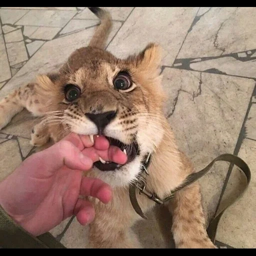 gato, gato cougar, leão jovem suhri, jaguar jaguar, animal engraçado