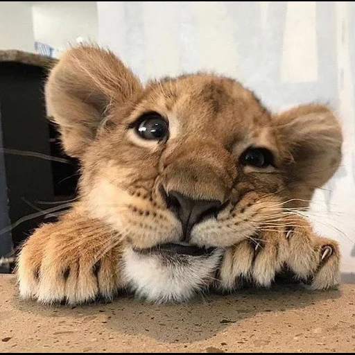 leão, leão fofo, leão bonitinho, leão triste, leão