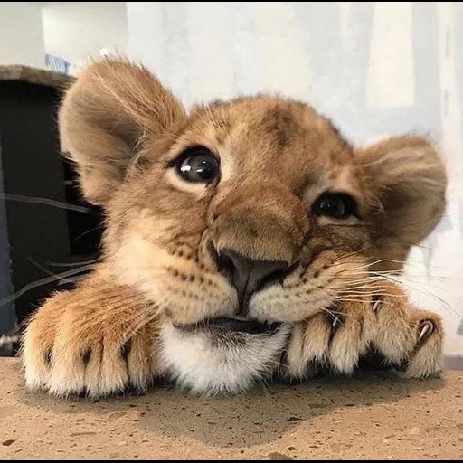 kota singa, singa yang terhormat, singa manis, singa sedih, little lion cub