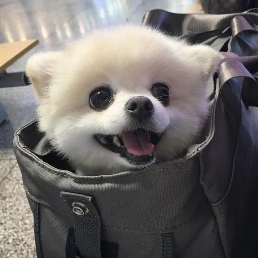 der spitzhund, shunsuke spitz, die pommerschen, die pommerschen, shunsuke pomeranian