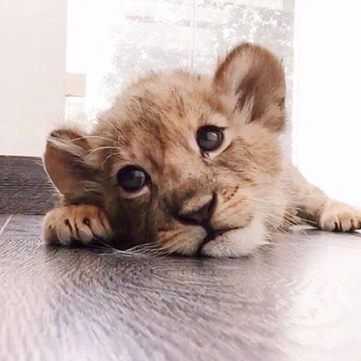 animali adorabili, leone triste, il cucciolo di leone è piccolo, bellissimi animali carini, cuccioli di animali carini