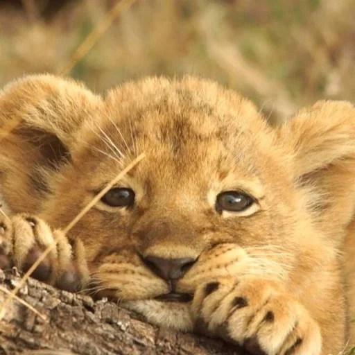 ciudad de león, cachorro de león, el león lindo, lovenok philip, pequeño cachorro de león