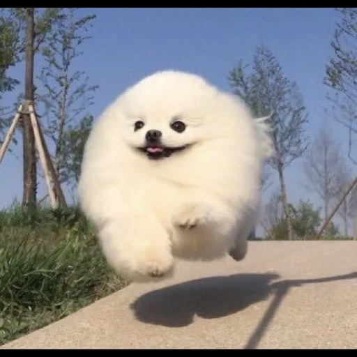 cane spitz, razza spitz, nuvola di cane, pomeranian spitz, la razza è pomeranian spitz