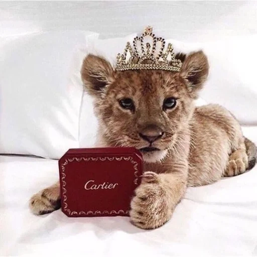 lion city, gli animali sono carini, corona del leone, foto di animali, cuccioli di animali carini