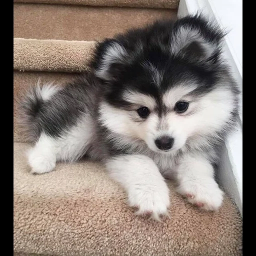 cuccioli husky, husky fluffy, pesti husky, husky fluffy, pomeranian husky