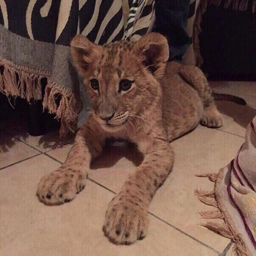 ciudad de león, ciudad de leonas de leonas, león casero, lion city 2 semanas, ciudad de leo lioness lions