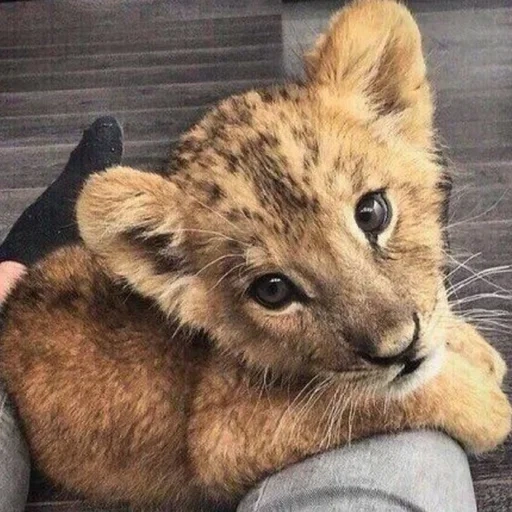 kota singa, singa sayang, hewan leo, cub lion buatan rumah, hewan paling lucu