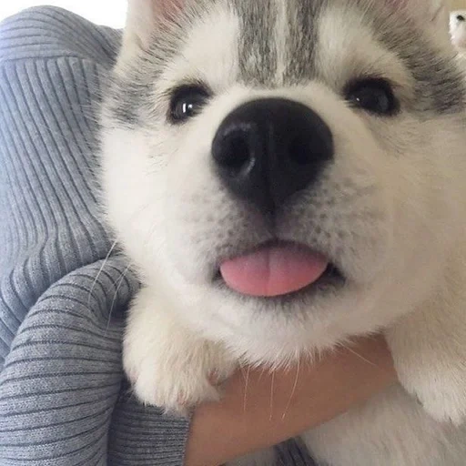 fornido, blep mlem, cachorro de husky, perro husky, cachorros del husky siberiano