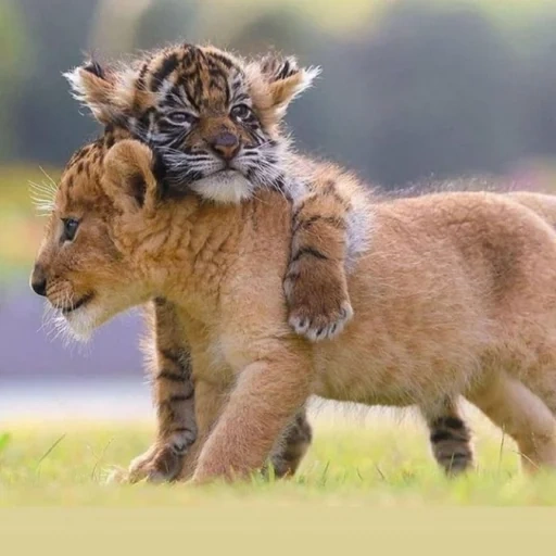 little lion, ours lion, cub, petits animaux, petits animaux mignons