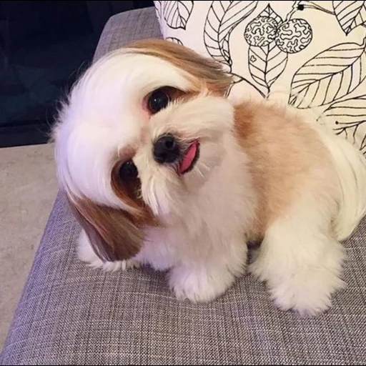 shi-tzu, anak anjing shi tzu, anjing shi tzu, anjing yang cantik, anjing bersinar