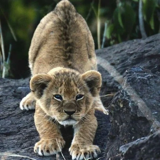 lion city, animali leo, piccolo leone, cucciolo di leone nero, piccolo cucciolo di leone