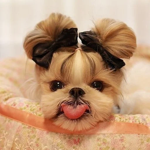 shi tzu dog, dog with a bow, cute dogs shi tzu, shi-tzu that terrier of that one, dog with a bow of the head