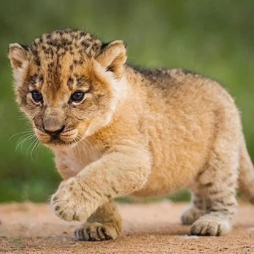 kota singa, leo lion city, leo cub, singa itu lucu, little lion cub