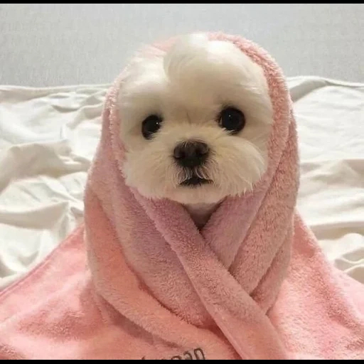 cute puppy, lovely dogs, dogs are cute, the most cute animals, the little face of the dog