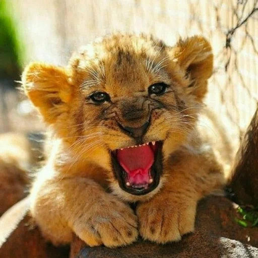 ciudad de león, león malvado, dulce león, hermoso cachorro de león, pequeño cachorro de león