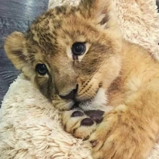 kota singa, leo cub, bayi hewan, cub lion buatan rumah, little lion cub