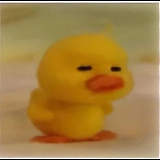 duck, duckling, twitter, duckling mofi, rubber duck