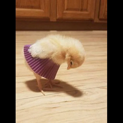 funny animals, funny animals, the animals are funny, cool chickens, the most cute animals
