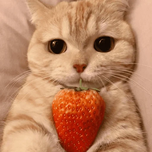 chat, chat, fraises de chat, chats mignons, une fraise chaton