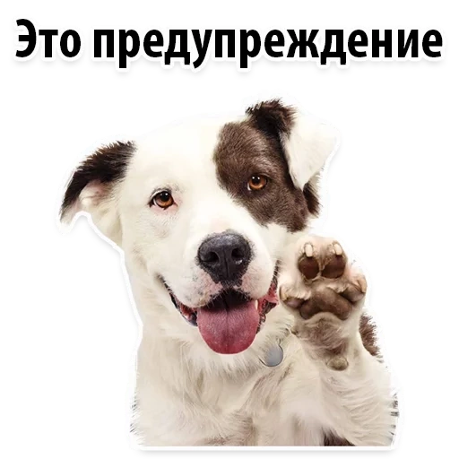dog, собаки белом фоне, животное the pet 2006, счастливая собака белом фоне