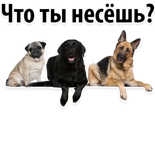 dog, собака, dog breeds, баннер собаками, собака друг человека