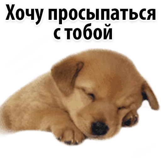 собака, милашки собачки, красивые собаки, открытка улыбайся чаще собакой