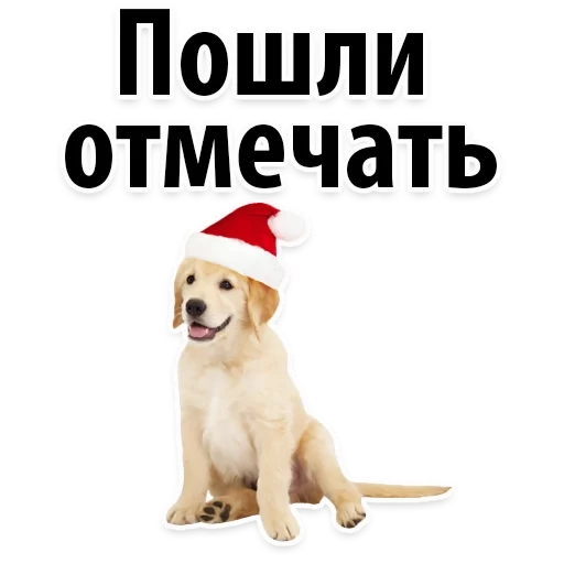 новогодняя собака, золотистый ретривер собака, лабрадор новогодняя белом фоне