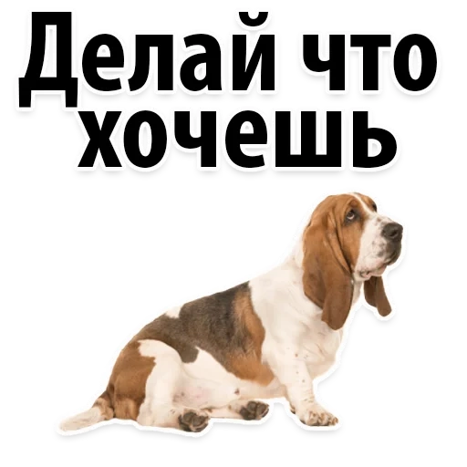 dog, beagle dog, бассет-хаунд, бассет собака, порода бассет хаунд