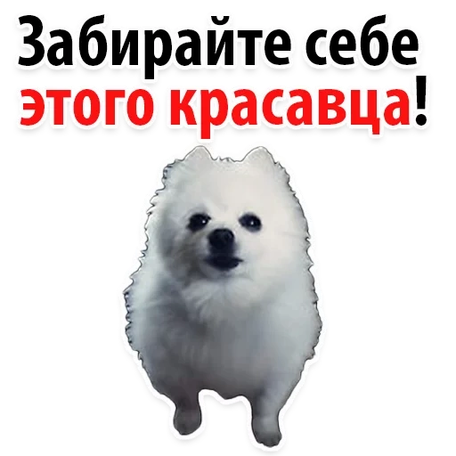 dog, гейб зе дог, gabe the dog, белый шпиц gabe, экзистенциальные мемы