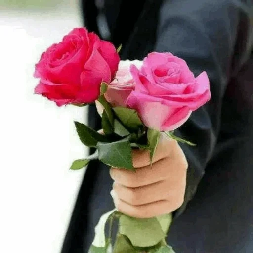 розы цветы, букет цветов, розы красивые, рука держит букет, розы комплиментами