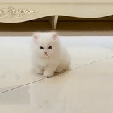 cat, seal, kitten, kitty white, animals cats