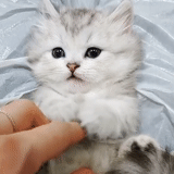 persian cat, persian kitten, persian chinchilla, white cat is furry, persian chinchilla rodent