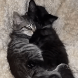 kucing, anak kucing, kitty kitty, kucing, anak kucing hitam