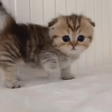 scottishford, hanging-eared cat, scottish drooping-eared cat, spotted drooping ears kitten, scottish drooping-eared kitten