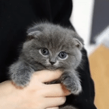 scottishford, british drooping-eared kitten, scottish drooping-eared cat, saransk's drooping-eared kitten, scottish drooping-eared kitten